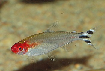 Hemigrammus bleheri, Rotkopfsalmler