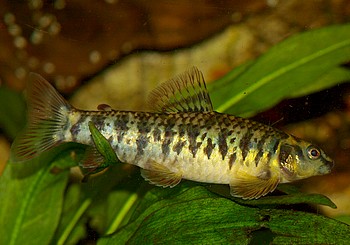 Characidium fasciatum, Geb�nderter Bodensalmler