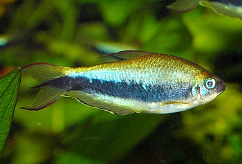 Nematobrycon palmeri, Kaisersalmler