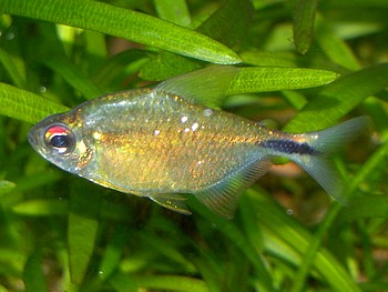 Astyanax leupoldi, Gittersalmler