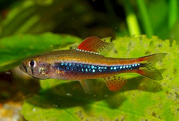 Poecilocharax weitzmani, Weitzmans Raubsalmler