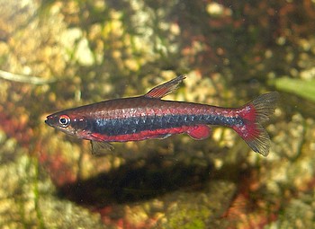 Nannostomus beckfordi, L�ngsbandziersalmler