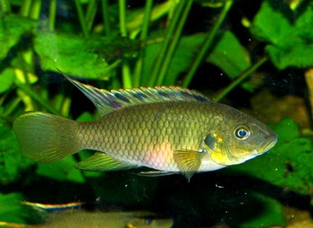 Chromidotilapia finleyi