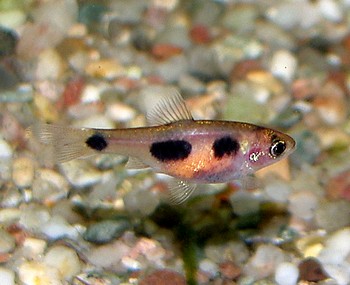 Enteromius hulstaerti, Schmetterlingsbarbe