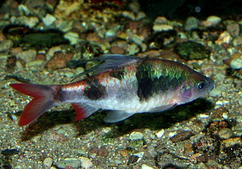 Dawkinsia arulius, Prachtglanzbarbe Dawkinsia arulius, Prachtglanzbarbe