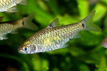 Puntius bimaculatus, Zweifleckbarbe Puntius bimaculatus, Zweifleckbarbe