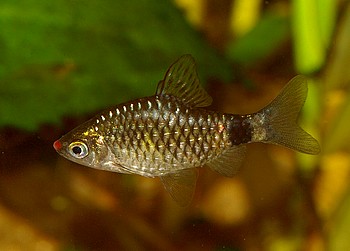 Pethia erythromycter, Rotnasenbarbe