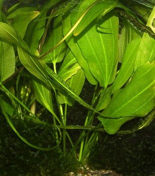 Echinodorus maculatus