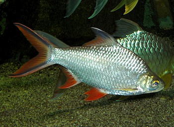 Barbodes schwanenfeldii, Brassenbarbe Barbodes schwanenfeldii, Brassenbarbe