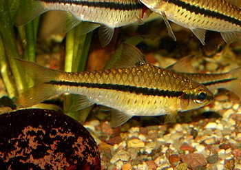 Enteromius holotaenia, Afrikanische L�ngsstrichbarbe