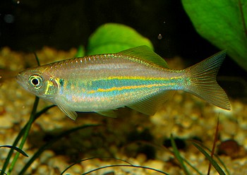 Danio aequipinnatus, Malabark�rpfling
