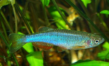 Brachydanio albolineatus, Schillerb�rbling