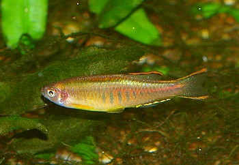 Danio choprae