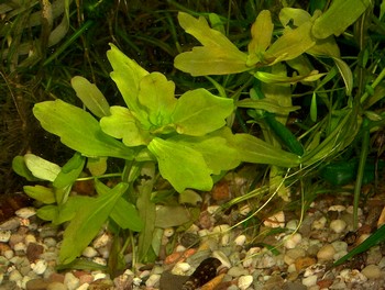 Shinnersia rivulatus, Eichenblatt