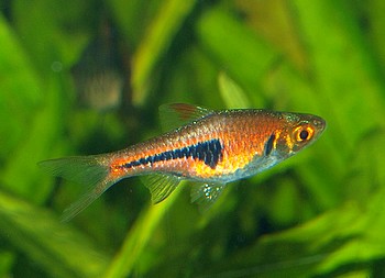 Rasbora espei, Espes B�rbling