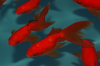 Carassius gibelio auratus, Schleierschwanz Carassius gibelio auratus, Schleierschwanz