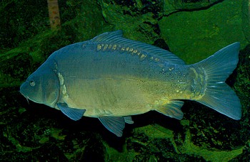 Cyprinus carpio, Karpfen