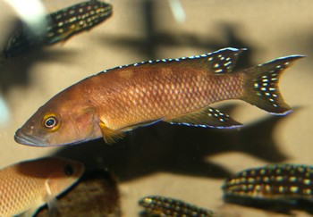Neolamprologus buescheri, Spindelbuntbarsch