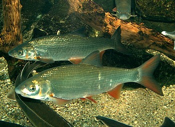 Chondrostoma nasus, Nase