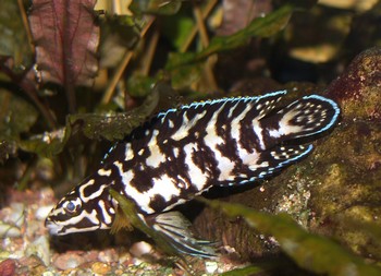 Julidochromis transcriptus