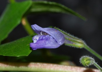 Hygrophila corymbo, Kirschblatt