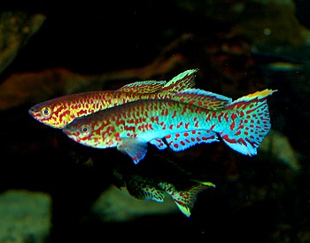 Aphyosemion cf. roloffi, Roloffs Prachtk�rpfling