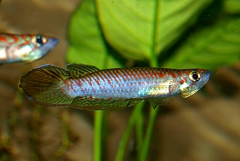 Epiplatys olbrechtsi, Olbrechts Hechtling