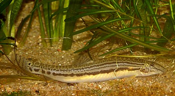 Cobitis spec., Chinesischer Steinbei�er