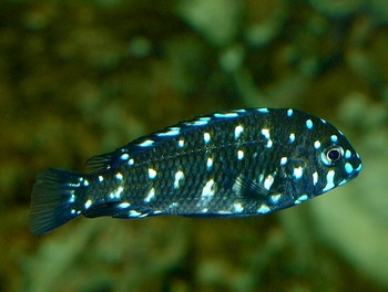 Tropheus duboisi, Wei�punkt-Brabantbuntbarsch