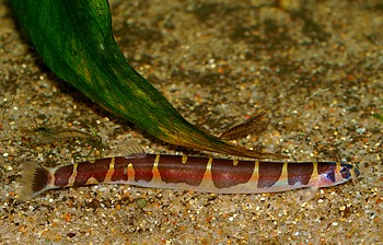 Pangio kuhlii, Dornauge