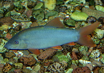 Yasuhikotakia modesta, Gr�ne Schmerle