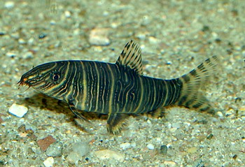 Botia striata, Zebraschmerle