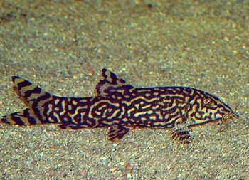 Botia almorhae, Netzschmerle