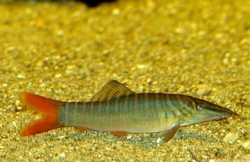 Syncrossus hymenophysa, Gr�ne Tigerschmerle