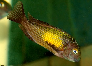 Tropheus moori, Brabantbuntbarsch -  �Katoto�