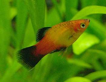 Platy