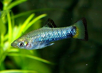 Limia melanogaster, Dreifarbiger Jamaika-K�rpfling