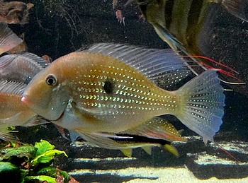 Acarichthys heckelii, Heckels Buntbarsch