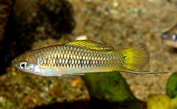 Xiphophorus cortezi, Cortez-Schwertträger Xiphophorus cortezi, Cortez-Schwertträger