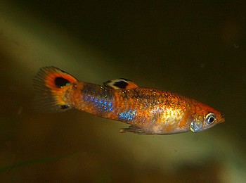 Micropoecilia picta, Pfauenaugenk�rpfling