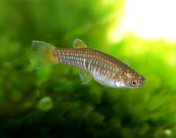 Neoheterandria elegans, Zwerg-Schmuckk�rpfling