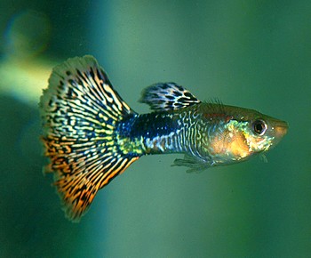 Poecilia reticulatus, Guppy