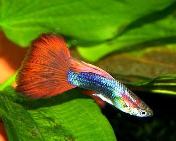 Poecilia reticulatus, Guppy