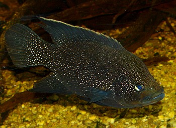 Paratilapia polleni, Pollenbuntbarsch