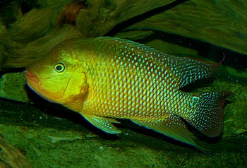 Sarotherodon galilaeus, Prachtmaulbr�ter