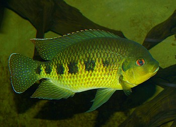 Tilapia mariae, Marienbuntbarsch