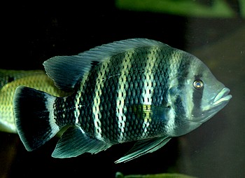 Tilapia buttikoferi, Zebratilapia