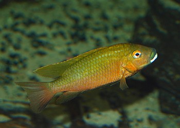 Tilapia snyderae, Snyders Zwerg-Tilapia