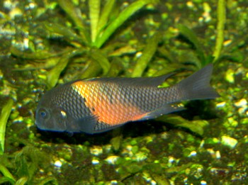 Tropheus moori, Brabantbuntbarsch - �Bemba�