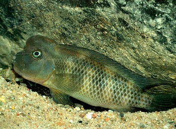 Steatocranus casuarius, Buckelkopfbuntbarsch